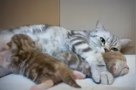 小奶猫突然醒来，猫妈立马过来，拦到怀里哄睡觉视频封面