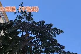身边的草药（324），木蝴蝶，利咽润肺疏肝和胃敛疮生肌的草药视频封面