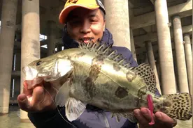 流水钓鳜鱼：ML硬度的杆子太吃力了，还是硬杆子更好用