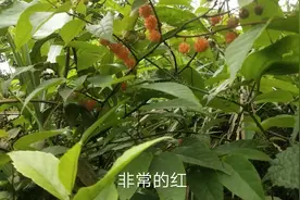 这种野果长得像树莓也像桑葚，吃了之后会“封喉”。千万要认清视频封面