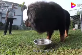 藏獒对主人有多忠诚?棕熊闯入人类领地,四只藏獒直接上去驱赶