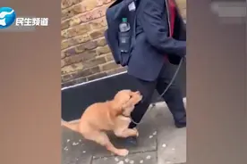 萌翻！ 不想让小主人上学 英国一小狗紧抱男孩的腿死活不让走视频封面