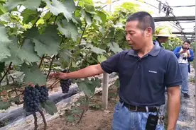 葡萄成熟前变软干瘪，苏老师分析三大原因视频封面