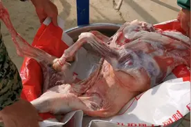 老板买两只羊，小伙算算出肉率！看看是卖活羊合算还是羊肉合算！