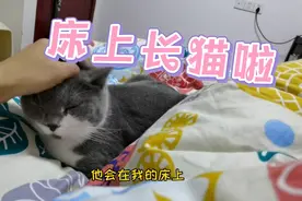 冬天床上容易长猫，铲屎官一不留神，3只猫就上了床