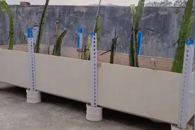 什么火龙果又甜又好种？我种了20多种火龙果，最后选出了三种视频封面