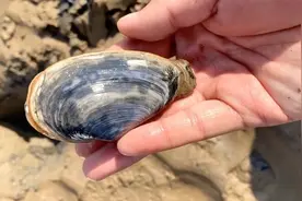 老渔民常用的赶海方法，撒盐呛蛏子，还有很多人没见过的呲子