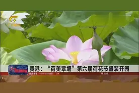 贵港：“荷美覃塘”第六届荷花节盛装开园，吸引大量游客