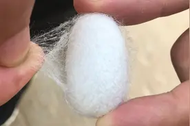 没想到这么一颗小小的蚕茧，会有这么多用途！真是长知识了
