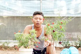 盆栽石榴，养护记住“小窍门”，四季都开花，挂果多，压弯石榴枝视频封面