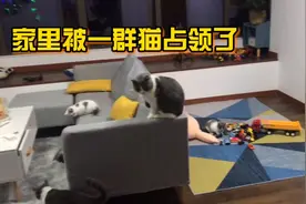 家里被一群猫占领是什么体验，那就是萌物随处可见，伸手就能撸