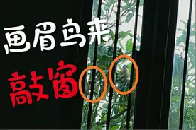 小木从医院回家，有画眉鸟天天来敲窗，它想做什么？