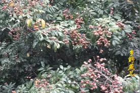 平南安怀几千亩的石硖龙眼到月底即将上市，今年又是个大丰收季节