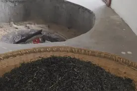 信阳毛尖的制作全过程视频封面