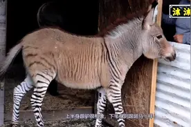 斑马和驴养在一起，“恋爱”后修成正果，诞下这只驴太可爱了视频封面