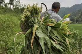 在农村玉米叶居然还能这么用，真是涨见识了，以后千万不要丢