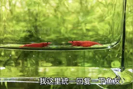 极火虾鱼缸除藻能手，母虾生产注意这几点让你爆缸无绿藻视频封面