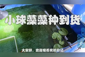 为了加速鱼池培养绿水 引用两瓶小球藻藻种 能不能成功就看这次了视频封面