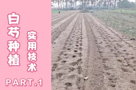 大田白芍种植技术非常实用一看就会