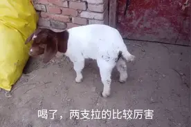 刚满月的小羊拉肚子，一天灌一次就好了，看小赵用的啥药，