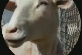 小兽讲羊:饲养小尾寒羊禁忌视频封面