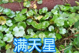 满天星，很多朋友都认识，他的用途不一定晓得，记得辽解一下