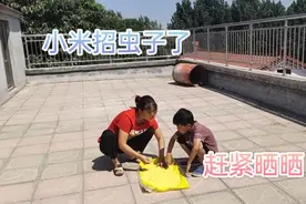 农村媳妇发现小米招虫了，赶紧拿到楼顶晒晒，招虫的小米还能吃吗视频封面