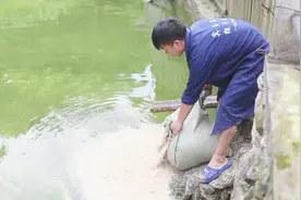 家里堆了100多斤米糠，小野扛一大麻袋去喂鱼，大小鱼都抢吃视频封面