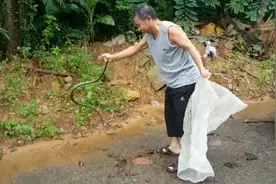 又有大蛇跑进惠东人家鸡圈！还是三有保护动物，吓得人腿软视频封面