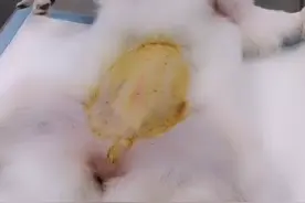 雌性犬节育手术过程。麻醉状态。