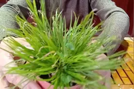 愚夫盆景；菖蒲盆景干尖黄叶什么原因？有如下原因盆景养护很重要视频封面