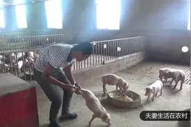 猪仔肚子胀气不拉屎，用这个办法只需1块钱，轻松治好视频封面