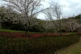 贵阳市南明区龙洞堡双龙公园开园啦，公园里很多花都开啦视频封面