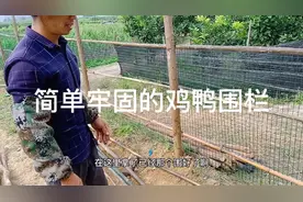 老黎用自己的方法来给鸡鸭做围栏，这种方法牢固耐用