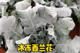 冰冻西兰花，不一样的耐寒优秀