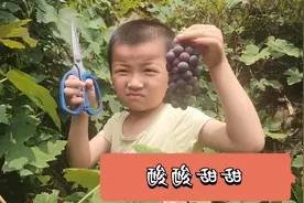 野葡萄全身都是宝，得了肝炎，慢性肝炎和风湿者可了解一下！视频封面