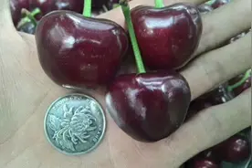世界上最大的车厘子大樱桃品种您知道吗？塔玛拉大樱桃