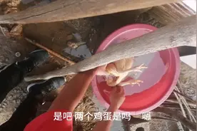 鸡蛋生不出来，活活憋死，里面竟然卡了两个鸡蛋，可怜的老母鸡视频封面