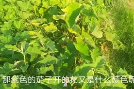 茄子有两种颜色，分别开什么花呢？宇哥只能先带你看一种