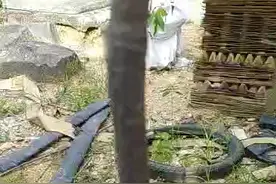 菠萝蜜的嫁接方法~腹接法