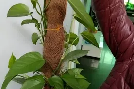 小伙拿小叶绿萝做实验，一年小叶变大叶，方法很是简单视频封面