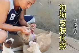 狗狗皮肤无缘无故的化脓，看阿天怎样快速有效的治好它