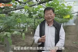 勤勤恳恳打药，葡萄病虫害还是没完没了？这几招，帮你提高药效！