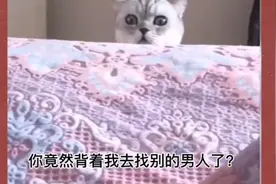 猫咪趣味：今天的猫咪真是过分，被捉奸在床，哈哈哈视频封面
