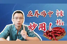 给鸡子喂辣椒，竟然还有这些作用！