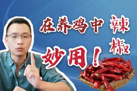 给鸡子喂辣椒，竟然还有这些作用！