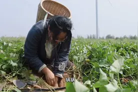 你考上了北大，他考上了清华，我烤上了地瓜，好吃的烤地瓜！视频封面