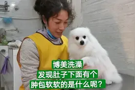 博美洗澡发现肚子下面有个肿包软软的，是什么呢影响狗狗健康吗？视频封面