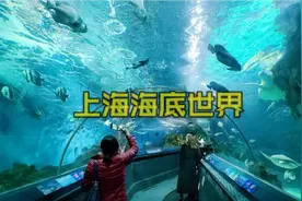 上海的海洋水族馆，世界上最长的海底观光隧道之一，门票160元
