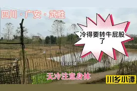 全国大范围降温，四川广安也冷得很，四川话“冷得要转牛屁股”了